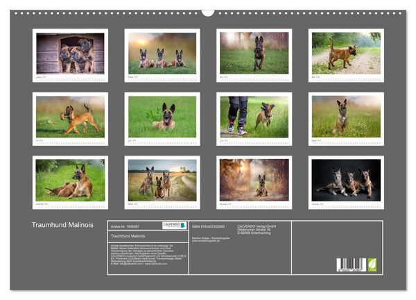 Produktbild: Traumhund Malinois (Wandkalender 2026 DIN A2 quer), CALVENDO Monatskalender