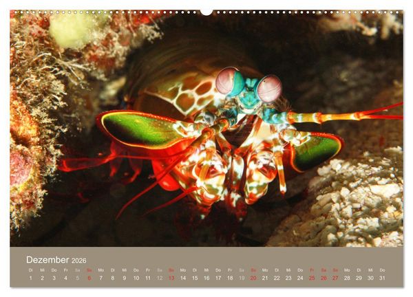 Produktbild: Meerestiere unter der Lupe - Unterwasserkalender (hochwertiger Premium Wandkalender 2026 DIN A2 quer), Kunstdruck in Hochglanz