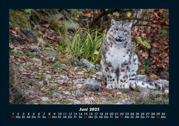 Produktbild: F&uuml;r Katzenfreunde 2025 Fotokalender DIN A4