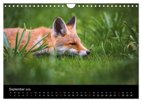 Produktbild: Joni, der kleine Fuchs (Wandkalender 2026 DIN A4 quer), CALVENDO Monatskalender