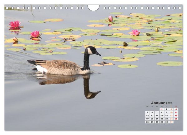 Produktbild: Kanadas charmante Kleintiere - Bezaubernde Einblicke in die Natur (Wandkalender 2026 DIN A4 quer), CALVENDO Monatskalender