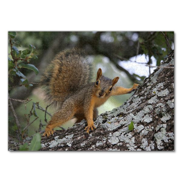 Produktbild: Lais Puzzle Eichh&ouml;rnchen posiert 1000 Teile