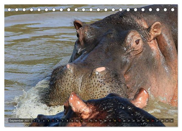 Produktbild: Hippos - Begegnungen in Afrika (Tischkalender 2027 DIN A5 quer), CALVENDO Monatskalender
