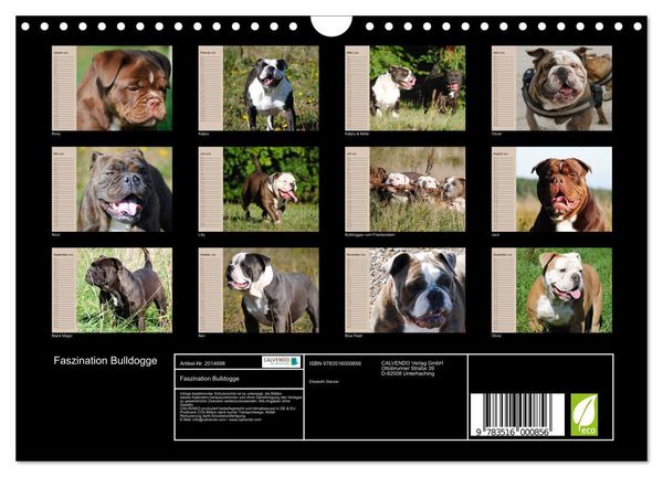 Produktbild: Faszination Bulldogge (Wandkalender 2026 DIN A4 quer), CALVENDO Monatskalender