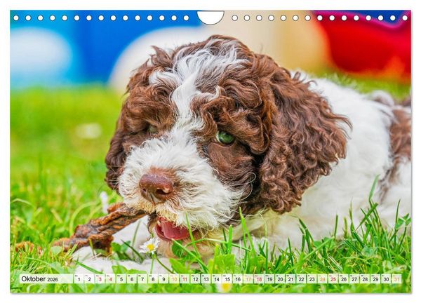 Produktbild: Lagotto Romagnolo - der Tr&uuml;ffelhund Italiens (Wandkalender 2026 DIN A4 quer), CALVENDO Monatskalender