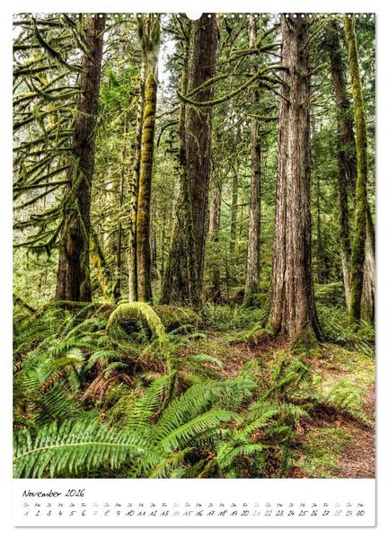Produktbild: Weltnaturerbe Olympic National Park (hochwertiger Premium Wandkalender 2026 DIN A2 hoch), Kunstdruck in Hochglanz