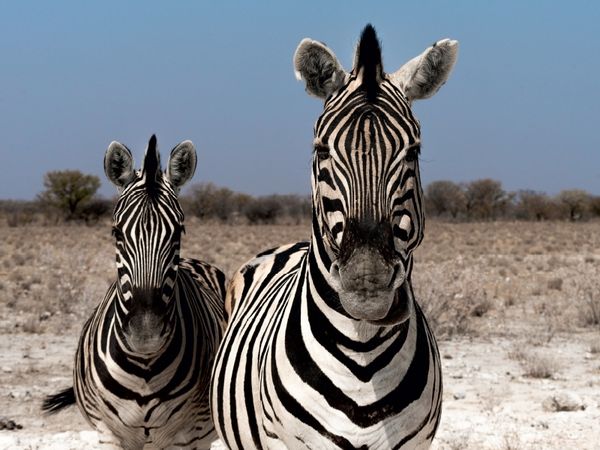 Produktbild: Zebrap&auml;rchen bei Rietfontein, Etosha (Puzzle)