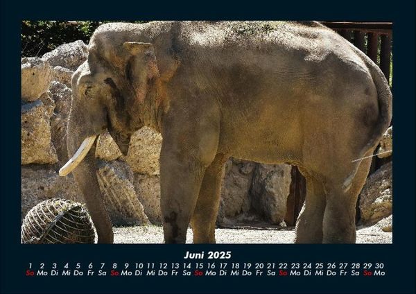 Produktbild: Der Elefantenkalender 2025 Fotokalender DIN A4