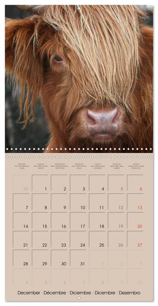 Produktbild: Highland Cows (Wall Calendar 2026 12 &times; 12 Inch) CALVENDO 12 Month Wall Calendar