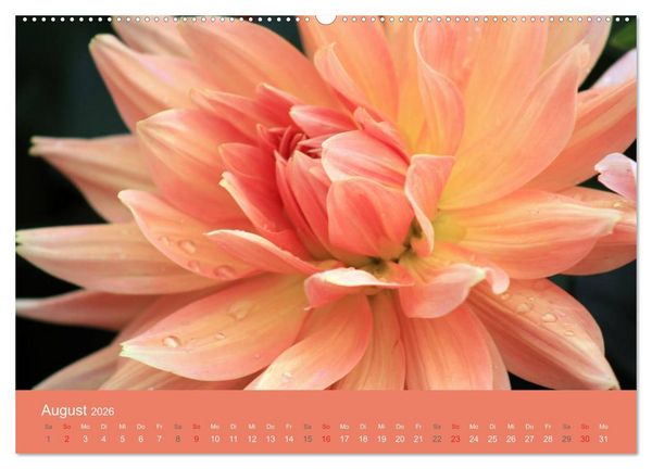 Produktbild: Dahlien (Wandkalender 2026 DIN A2 quer), CALVENDO Monatskalender
