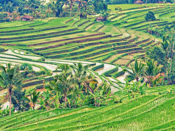 Produktbild: CALVENDO Puzzle Reisterrassen Bali 1000 Teile Lege-Gr&ouml;&szlig;e 64 x 48 cm Foto-Puzzle Bild von Stefan Becker