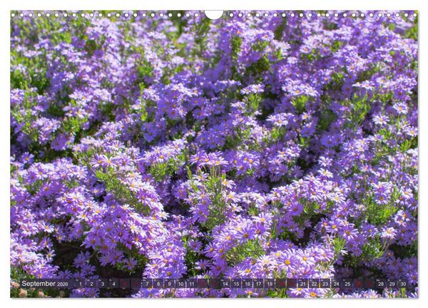 Produktbild: Fynbos - Die einzigartige Flora S&uuml;dafrikas (Wandkalender 2026 DIN A3 quer), CALVENDO Monatskalender