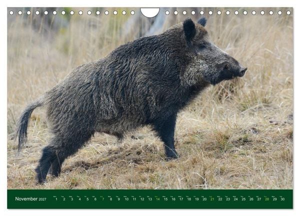 Produktbild: Wild Boars (Wall Calendar 2027 DIN A4 landscape), CALVENDO 12 Month Wall Calendar