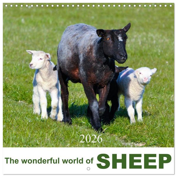 The wonderful world of sheep (Wall Calendar 2026 12 × 12 Inch) CALVENDO 12 Month Wall Calendar