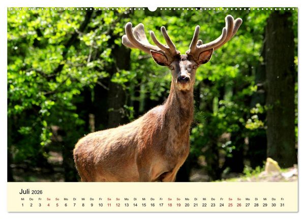 Produktbild: Der Rothirsch - Der K&ouml;nig in unseren W&auml;ldern (Wandkalender 2026 DIN A2 quer), CALVENDO Monatskalender