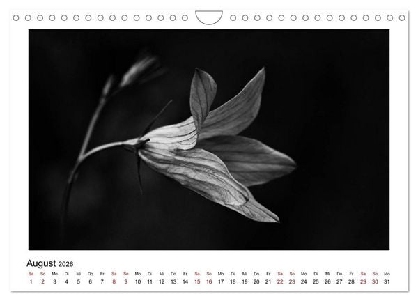Produktbild: Die grafische Sch&ouml;nheit der Pflanzen &ndash; Schwarz-Wei&szlig; (Wandkalender 2026 DIN A4 quer), CALVENDO Monatskalender