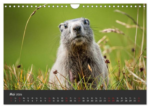 Produktbild: Am Gro&szlig;glockner (Wandkalender 2026 DIN A4 quer), CALVENDO Monatskalender