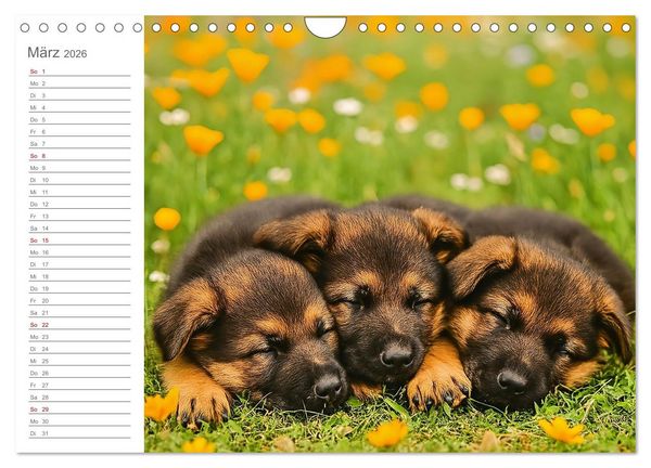 Produktbild: Sch&auml;ferhundliebe - Deine t&auml;gliche Dosis Welpenfreude &ndash; ganz ohne Gassi. (Wandkalender 2026 DIN A4 quer), CALVENDO Monatskalender
