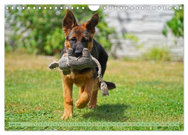 Produktbild: Faszination Sch&auml;ferhundwelpe (Wandkalender 2026 DIN A4 quer), CALVENDO Monatskalender