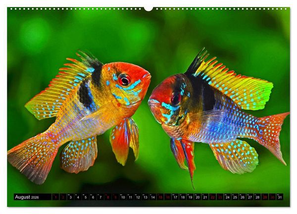 Produktbild: Beliebte Fische der Welt (Wandkalender 2026 DIN A2 quer), CALVENDO Monatskalender