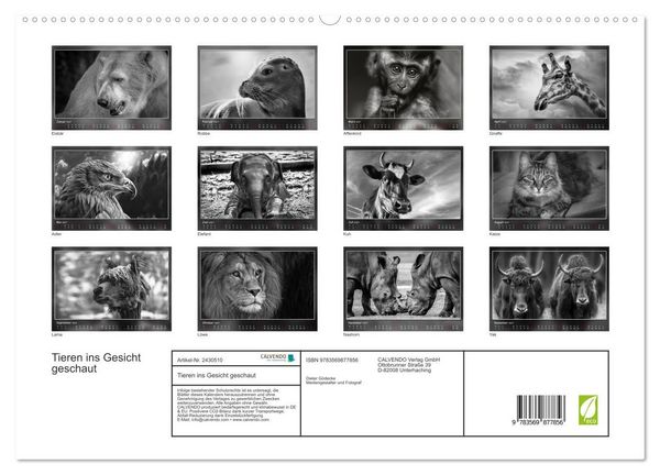 Produktbild: Tieren ins Gesicht geschaut (hochwertiger Premium Wandkalender 2027 DIN A2 quer), Kunstdruck in Hochglanz