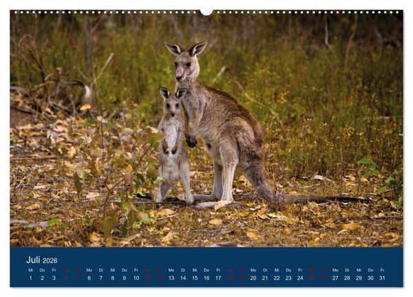 Produktbild: Freilebende K&auml;ngurus (hochwertiger Premium Wandkalender 2026 DIN A2 quer), Kunstdruck in Hochglanz