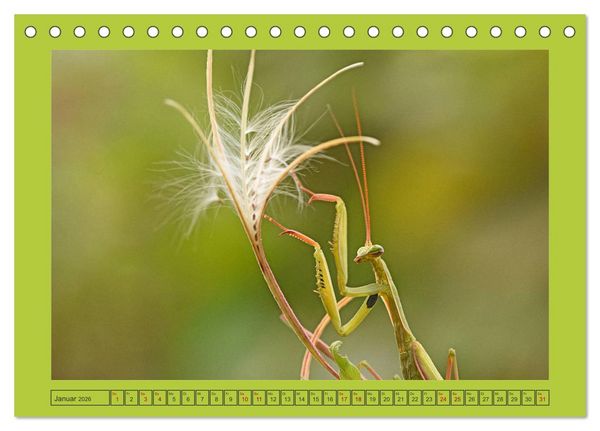 Produktbild: Die Gottesanbeterin Mantis Religiosa (Tischkalender 2026 DIN A5 quer), CALVENDO Monatskalender