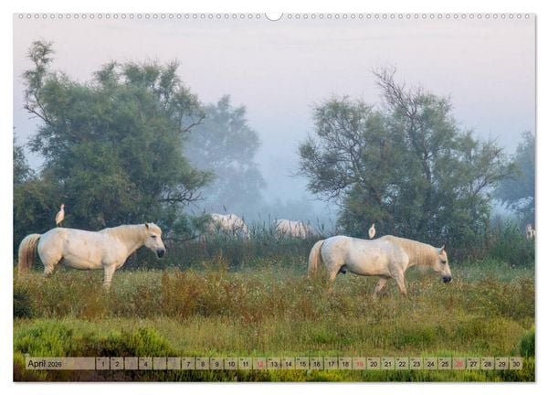 Produktbild: Camargue - Der wilde S&uuml;den Frankreichs (hochwertiger Premium Wandkalender 2026 DIN A2 quer), Kunstdruck in Hochglanz