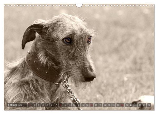 Produktbild: Windhunde eye-catcher (Wandkalender 2026 DIN A3 quer), CALVENDO Monatskalender
