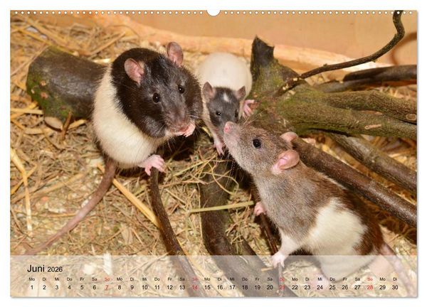 Produktbild: Ratten - Gelehrige Haustiere (Wandkalender 2026 DIN A2 quer), CALVENDO Monatskalender