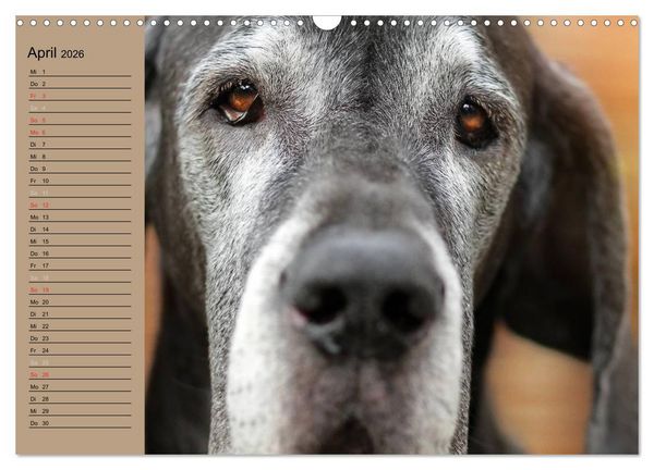 Produktbild: Deutsche Doggen - Sanfte Riesen (Wandkalender 2026 DIN A3 quer), CALVENDO Monatskalender