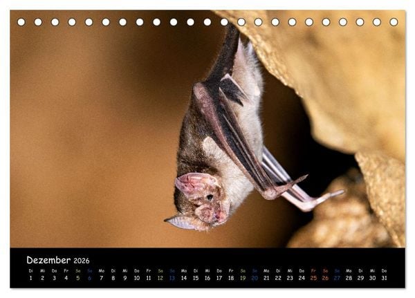 Produktbild: Flederm&auml;use - kleine Vampire (Tischkalender 2026 DIN A5 quer), CALVENDO Monatskalender