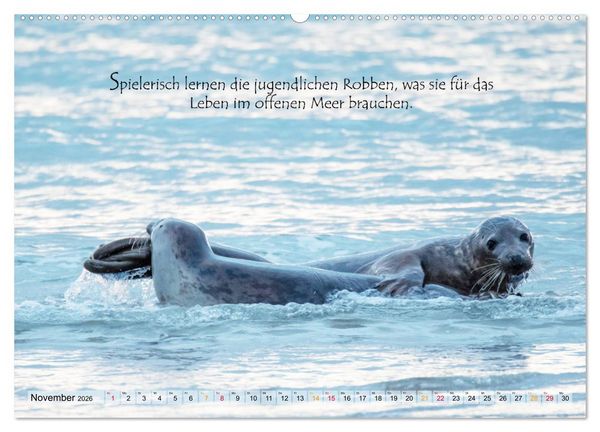 Produktbild: Kegelrobben auf der Insel D&uuml;ne (hochwertiger Premium Wandkalender 2026 DIN A2 quer), Kunstdruck in Hochglanz