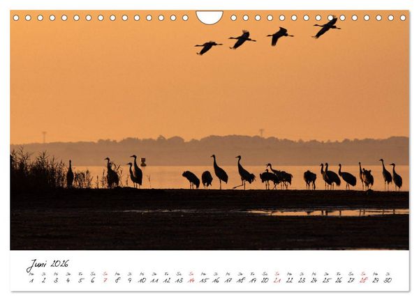 Produktbild: Kraniche am Schlafplatz - im Naturparadies der Mecklenburgischen Seenplatte (Wandkalender 2026 DIN A4 quer), CALVENDO Monatskalender