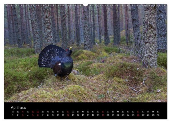 Produktbild: V&ouml;gel & Landschaften (hochwertiger Premium Wandkalender 2026 DIN A2 quer), Kunstdruck in Hochglanz