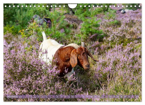 Produktbild: Im Bl&uuml;tenrausch der L&uuml;neburger Heide (Wandkalender 2026 DIN A4 quer), CALVENDO Monatskalender