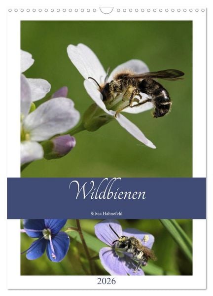 Produktbild: Wildbienen-Terminplaner 2026 (Wandkalender 2026 DIN A3 hoch), CALVENDO Monatskalender