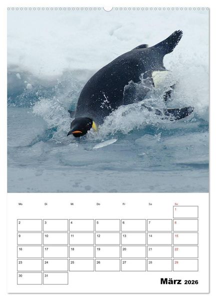 Produktbild: Pinguine. Familiengl&uuml;ck im Eis (Wandkalender 2026 DIN A2 hoch), CALVENDO Monatskalender