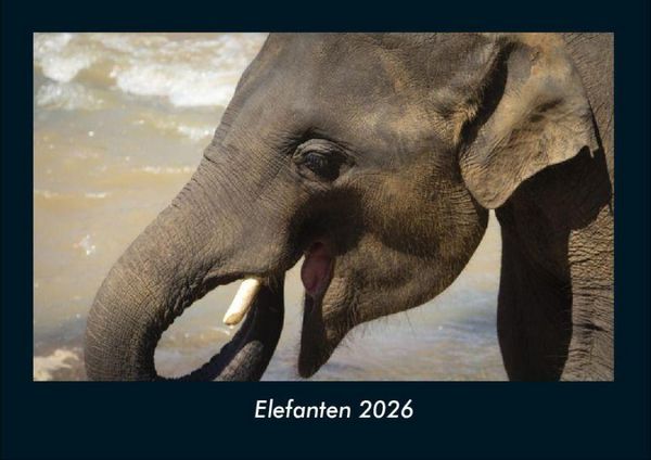 Produktbild: Elefanten 2026 Fotokalender DIN A4