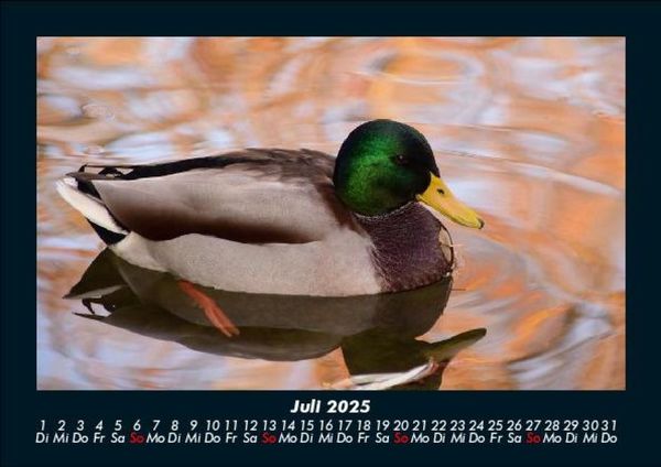 Produktbild: Enten 2025 Fotokalender DIN A5