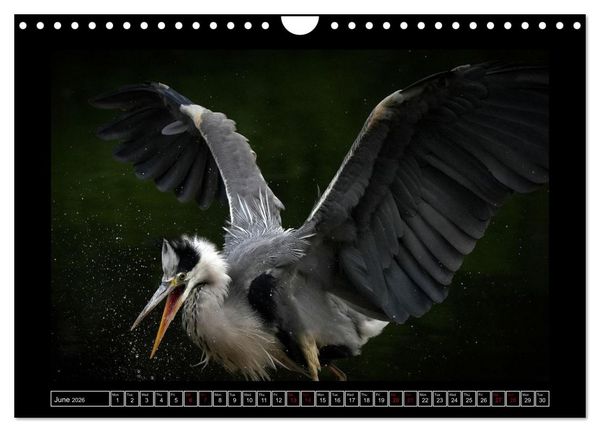 Produktbild: Denis, M: Heron parade (Wall Calendar 2026 DIN A4 landscape)