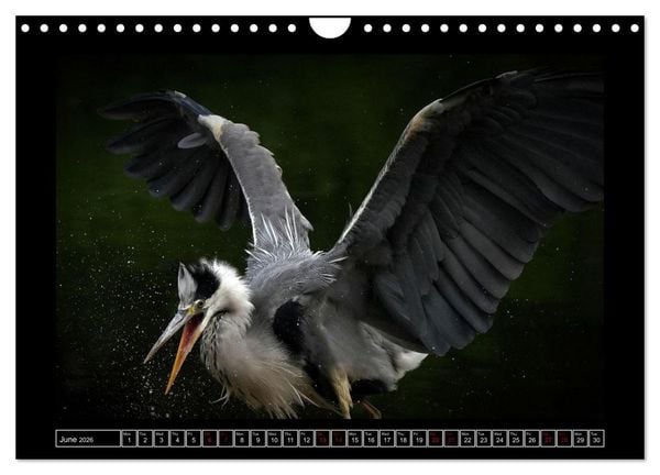Produktbild: The heron parade (Wall Calendar 2026 DIN A4 landscape), CALVENDO 12 Month Wall Calendar