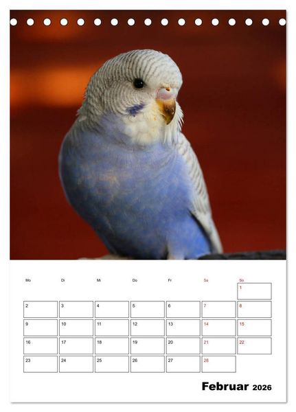 Produktbild: Der Wellensittich - mein bester Freund (Tischkalender 2026 DIN A5 hoch), CALVENDO Monatskalender