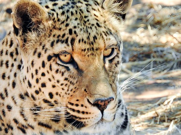 Produktbild: CALVENDO Puzzle Leopard in der Kalahari | 1000 Teile Lege-Gr&ouml;&szlig;e 64x48cm Foto-Puzzle f&uuml;r gl&uuml;ckliche Stunden