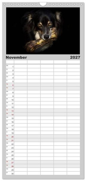 Produktbild: Familienplaner 2027 - Australian Shepherd - Traum auf vier Pfoten mit 5 Spalten (Wandkalender, 21 x 45 cm) CALVENDO