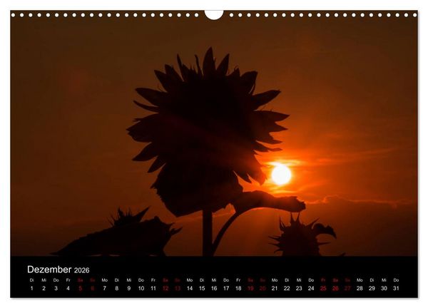 Produktbild: Blumen der Sonne (Wandkalender 2026 DIN A3 quer), CALVENDO Monatskalender