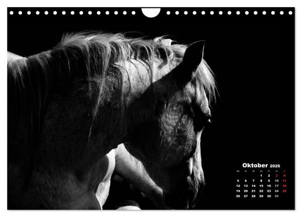 Produktbild: Pferde zwischen Licht und Schatten (Wandkalender 2026 DIN A4 quer), CALVENDO Monatskalender