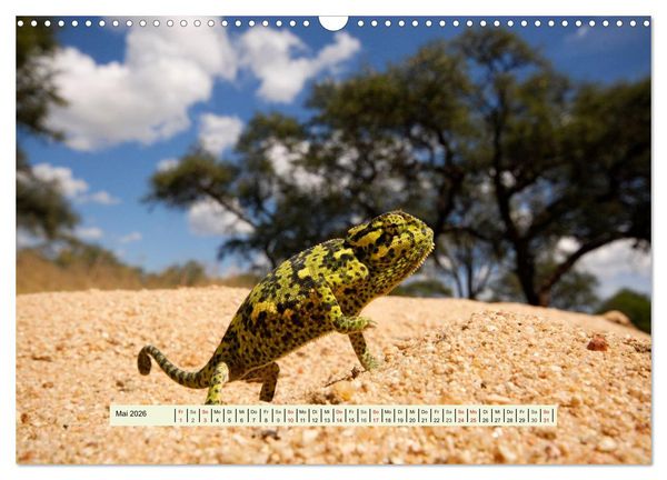 Produktbild: Reptilien des s&uuml;dlichen Afrikas (Wandkalender 2026 DIN A3 quer), CALVENDO Monatskalender