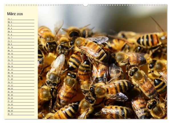 Produktbild: Flei&szlig;ige Bienen. Von der Bl&uuml;te bis zum Honig (Wandkalender 2026 DIN A2 quer), CALVENDO Monatskalender