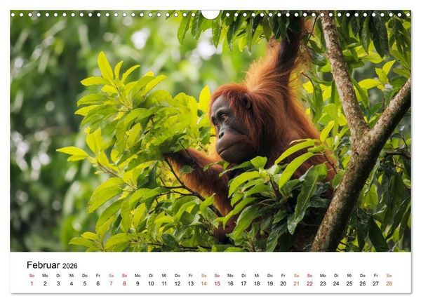Produktbild: Orang Utans - Leben in den Baumkronen (Wandkalender 2026 DIN A3 quer), CALVENDO Monatskalender